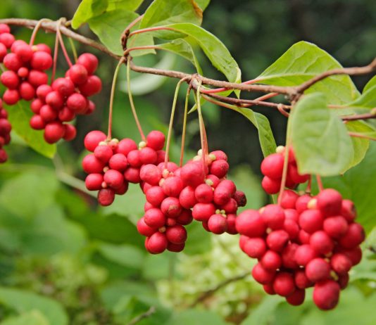 Съедобные лианы в дизайне сада – удобно, красиво, вкусно - Сад и огород Съедобные лианы в дизайне сада – удобно, красиво, вкусно