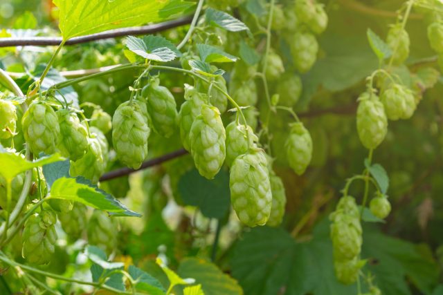 Хмель обыкновенный (Humulus lupulus). Быстрорастущая травянистая лиана с декоративной листвой и шишками, используемыми в пивоварении и кулинарии. Отлично подходит для создания зелёных стен, оплетения заборов и фасадов, теневынослив и морозостоек.