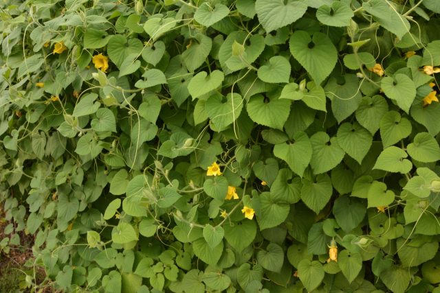 Тладианта сомнительная (Thladiantha dubia). Дальневосточная травянистая лиана с жёлтыми цветками и красными плодами-огурцами, съедобными после обработки. Идеальна для вертикалей, маскировки ограждений и невысоких конструкций, требует контроля роста.