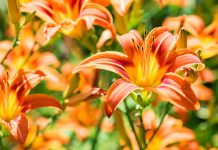 Секреты выбора лилейников для сада — как не ошибиться с сортом и видом?