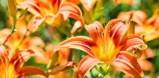 Секреты выбора лилейников для сада — как не ошибиться с сортом и видом?