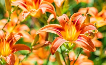 Секреты выбора лилейников для сада — как не ошибиться с сортом и видом?