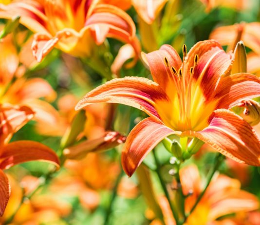 Секреты выбора лилейников для сада — как не ошибиться с сортом и видом?