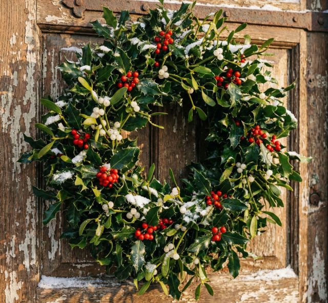 Во многих странах Западной Европы и США из падуба делают венки и гирлянды, которыми украшают входные двери и домашние интерьеры.