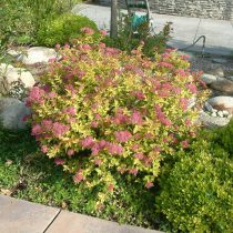 Спирея японская «Литл Флэйм» (Spiraea japonica ‘Little Flame’)