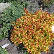 Спирея японская «Мерло Голд» (Spiraea japonica ‘Merlo Gold’)