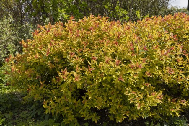 Спирея японская «Голдфлэйм» (Spiraea japonica ‘Goldflame’) Спирея японская «Голдфлэйм» (Spiraea japonica ‘Goldflame’)