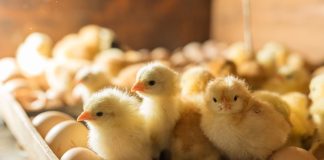 Зачем подращивать цыплят самостоятельно, как не погубить молодняк и вырастить здоровую птицу