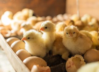 Зачем подращивать цыплят самостоятельно, как не погубить молодняк и вырастить здоровую птицу - Блоги компаний Зачем подращивать цыплят самостоятельно, как не погубить молодняк и вырастить здоровую птицу