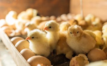 Зачем подращивать цыплят самостоятельно, как не погубить молодняк и вырастить здоровую птицу
