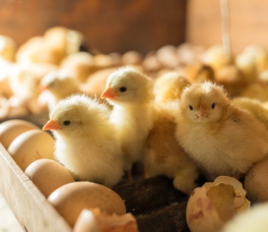 Зачем подращивать цыплят самостоятельно, как не погубить молодняк и вырастить здоровую птицу