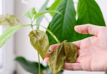 Главные проблемы комнатных растений зимой — и как их быстро решить