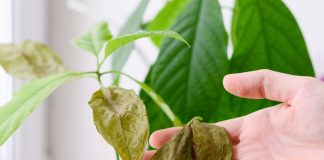 Главные проблемы комнатных растений зимой — и как их быстро решить