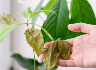 Главные проблемы комнатных растений зимой — и как их быстро решить
