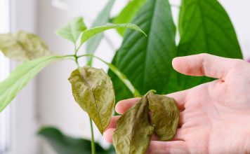 Главные проблемы комнатных растений зимой — и как их быстро решить