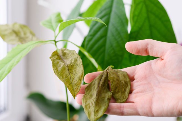 Главные проблемы комнатных растений зимой — и как их быстро решить