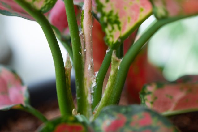 Даже в чистом грунте могут быть споры. Мучнистая роса, гнили и бактериозы лечатся трудно. Ситуацию усугубляют вредители: клещи и трипсы не только портят листья, но и переносят заразу, открывая ворота для инфекций.