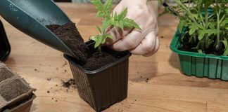 Дезинфекция грунта для рассады — перестраховка или необходимость?