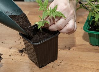 Дезинфекция грунта для рассады — перестраховка или необходимость? - Блоги компаний Дезинфекция грунта для рассады — перестраховка или необходимость?