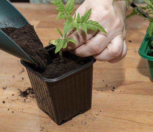 Дезинфекция грунта для рассады — перестраховка или необходимость?