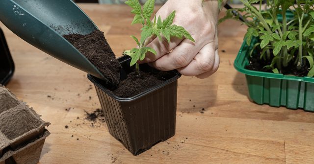 Дезинфекция грунта для рассады — перестраховка или необходимость?