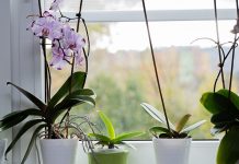 Реанимация орхидеи - как спасти корни и оживить растение