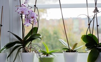 Реанимация орхидеи - как спасти корни и оживить растение