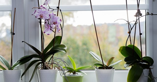 Реанимация орхидеи - как спасти корни и оживить растение
