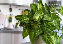 Сингониум — уход в домашних условиях