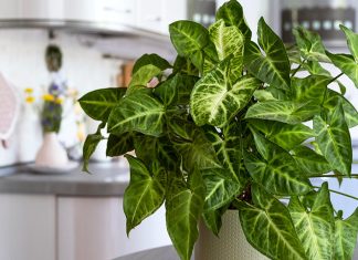 Сингониум — уход в домашних условиях