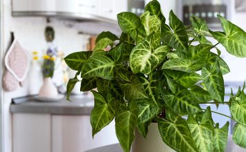 Сингониум — уход в домашних условиях Сингониум — уход в домашних условиях