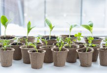 Когда сеять семена на рассаду и как не ошибиться в сроках?