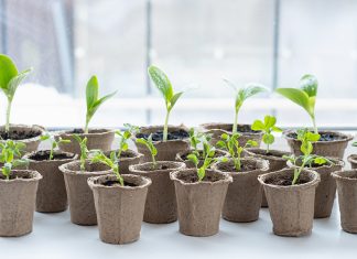 Когда сеять семена на рассаду и как не ошибиться в сроках?