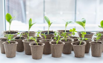 Когда сеять семена на рассаду и как не ошибиться в сроках?