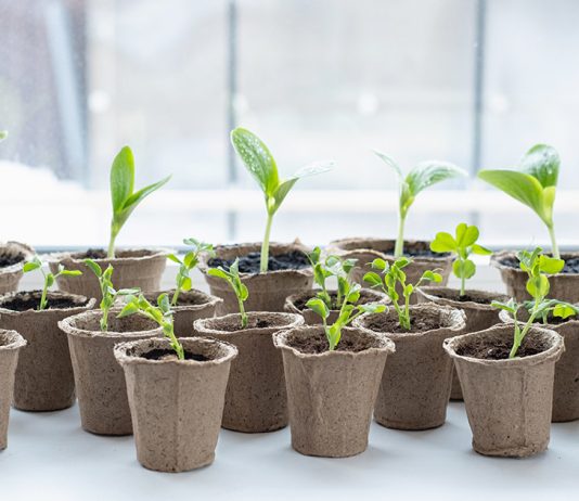 Когда сеять семена на рассаду и как не ошибиться в сроках?