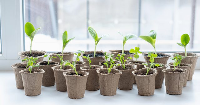 Когда сеять семена на рассаду и как не ошибиться в сроках?