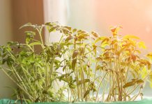 Когда сеять томаты на рассаду?