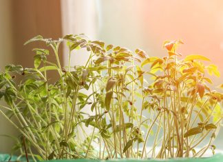 Когда сеять томаты на рассаду?