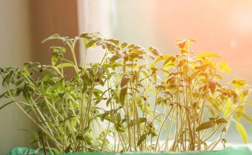 Когда сеять томаты на рассаду?