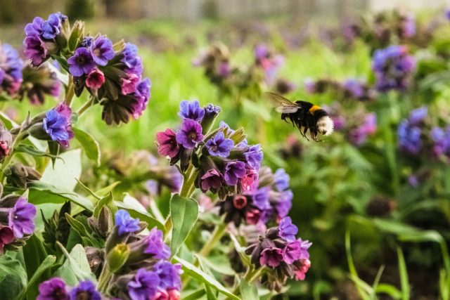 Медуница раскрывает розовые и синие цветки одновременно, образуя двухцветный ковёр на переднем плане теневого сада и держит декоративные листья до осени.