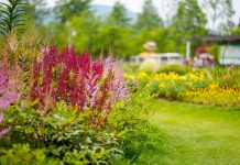 10 лучших цветущих растений для тенистых участков 10 лучших цветущих растений для тенистых участков