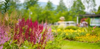 10 лучших цветущих растений для тенистых участков