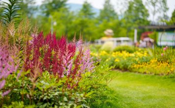 10 лучших цветущих растений для тенистых участков