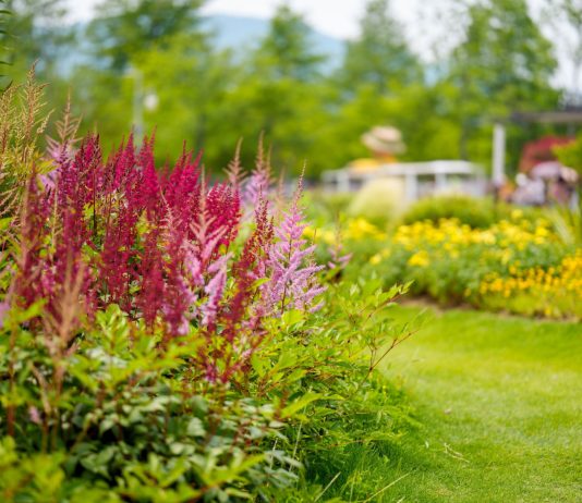 10 лучших цветущих растений для тенистых участков - Цветник и ландшафт 10 лучших цветущих растений для тенистых участков