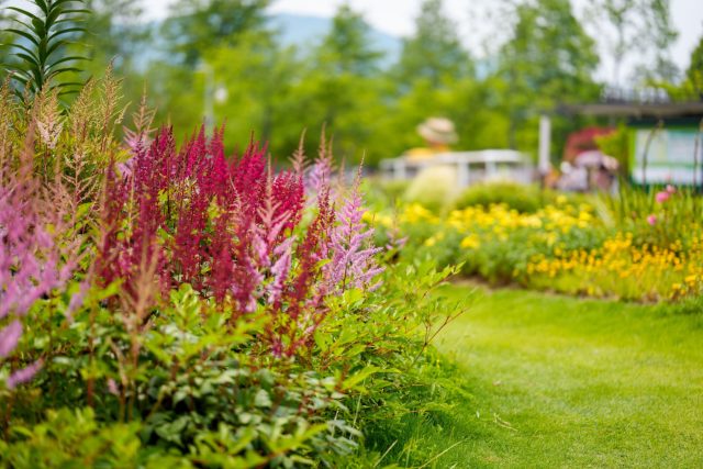 10 лучших цветущих растений для тенистых участков