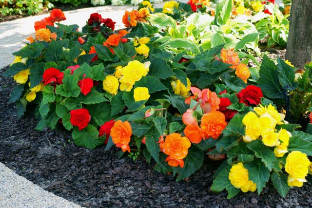 Бегония клубневая цветёт летом яркими крупными цветами белого, жёлтого и розового оттенков, создавая эффектные пятна цвета даже в глубокой тени.