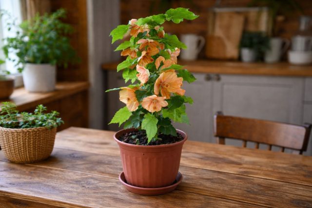 Абутилон быстро превращается из семечка в эффектное комнатное деревце с листьями, похожими на клён, и яркими колокольчатыми цветами. Он легко ветвится, активно растёт и нередко зацветает уже в первый год после посева.