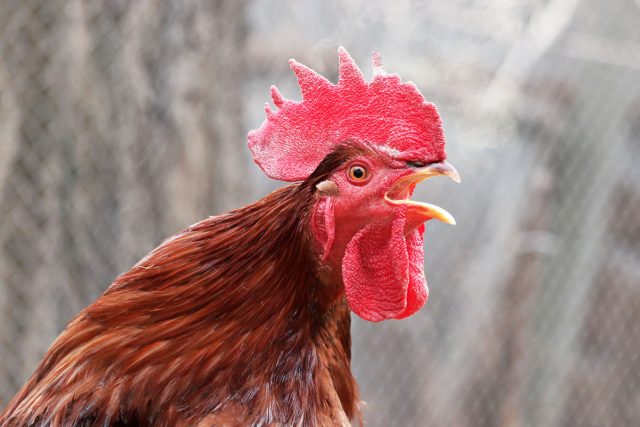 Идиллическое «кудахтанье» существует только в воспоминаниях о бабушкиной деревне в детстве. В реальности куры кричат громко, долго и без расписания. После каждого яйца — концерт.  А петухи, особенно если у соседей на участке они тоже есть - голосят что есть мочи, пытаясь перекричать друг-друга.