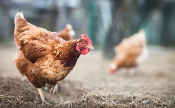 10 причин, почему я отказалась от кур и никому не советую их заводить