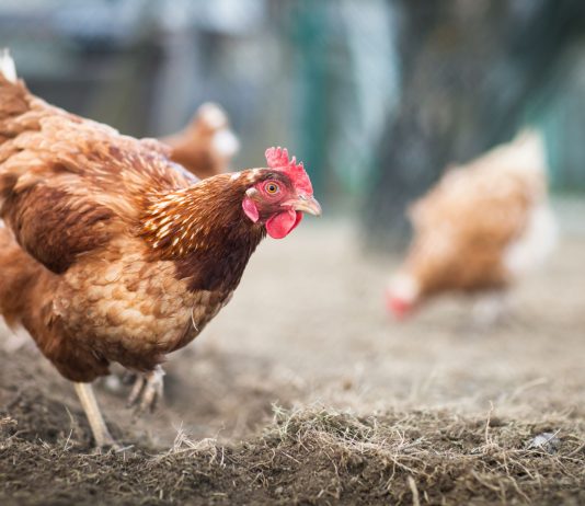 10 причин, почему я отказалась от кур и никому не советую их заводить